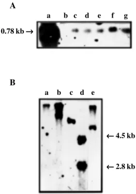 Figure 5 - Autoradiographs of Southern blots of genomic DNA extracted from  G9-RNase-transformed tobacco plants and digested with  restric-tion endonucleases