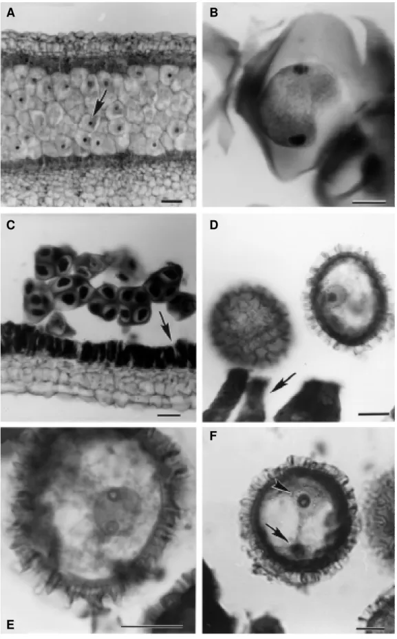 Figure 1 - Development of pollen grain in Passiflora edulis f. flavicarpa Deg. A, Early development of pollen grain - microsporangium with meiocytes presenting centralized nucleus (arrow); B, microspore mother cell - meiocyte in telophase I; C, microsporan