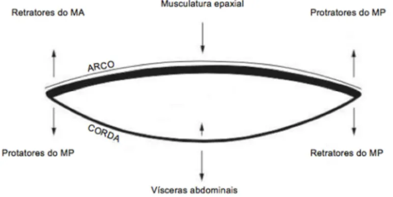 Fig. 1: Fatores que influenciam o movimento das costas segundo o modelo biomecânico do arco e corda