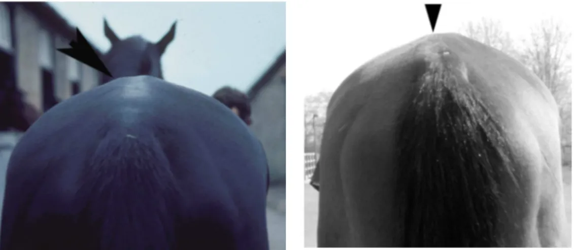 Fig. 4 e 5: Cavalos com assimetria da tuberosidade sagrada e perda de massa muscular glútea no lado esquerdo