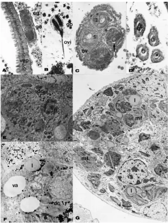 Figure 2 - Ovarian development in Frieseomelitta silvestri workers. A, Last larval stage