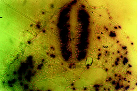 Figure 1 - Transverse section of a chicken embryo (56-h incubation) showing proliferating cells in the neural tube (NT), notochord (N) and somite (SM).