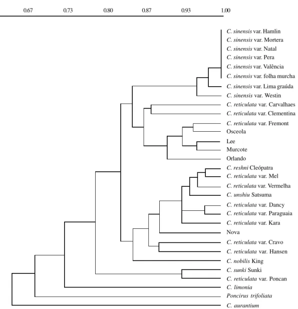 Figure 1 - UPGMA cluster (Nei, 1978, in Swofford and Selander, 1989) identity genetic coefficient matrix of isoenzy- isoenzy-matic polymorphism for different species of Citrus, their hybrids and Poncirus trifoliata (L.) Raf.