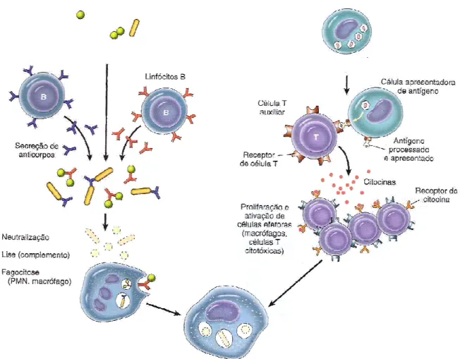 Figura  3  -  Ativação  dos  linfócitos  T  e  diferenciação  dos  linfócitos  B  em  plasmócitos  (secretam anticorpos específicos aos determinantes antigênicos) 