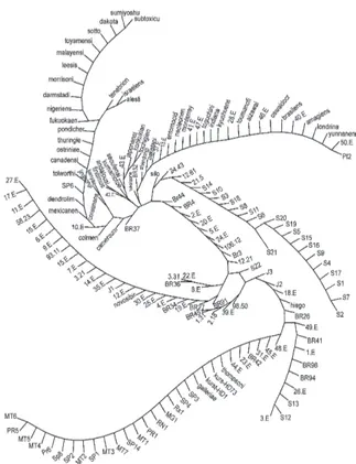 Figure 2A shows that, when ERIC primers were used, the banding patterns of most of the field isolates were not as similar as when this comparison was made with the  ampli-fication products obtained with REP primers, but the  differ-ences between the PI 2 a