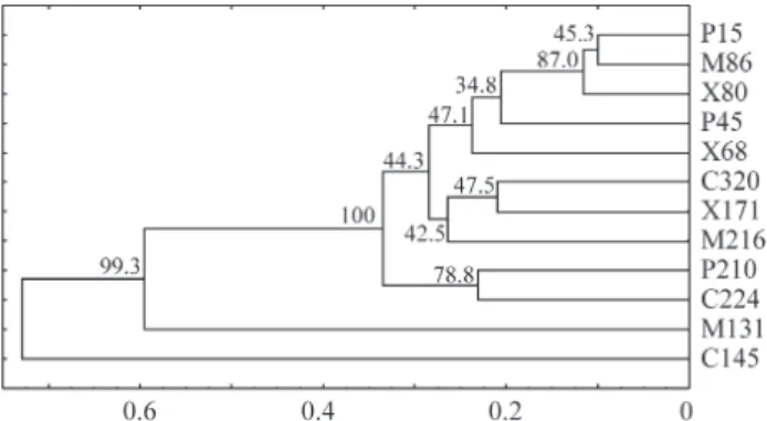 Figure 3 - Genetic distance dendrogram showing the relationships be- be-tween Guignardia citricarpa isolates P15, P45, X68, X80, M86, M131, C145, X171, P210, M216, C224 and C320