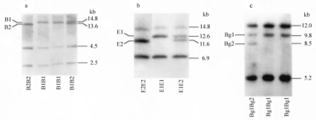 Figure 1 - Southern blot analysis of the DNA polymorphisms generated by digestion with: a