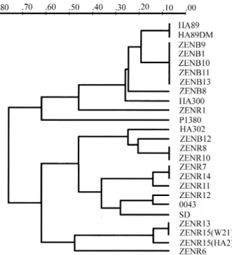 Figure 1 - Dendrogram of Neil distances constructed using UPGMA method for the 8 polymorphic isozyme systems.