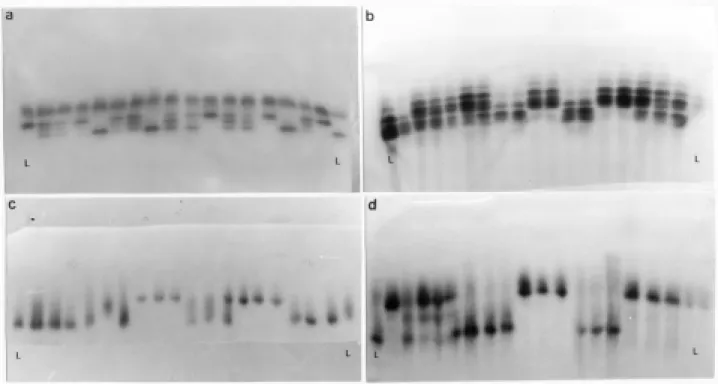 Figure 3 - Segregating F2:3populations. L = parental inbred lines. a. PGD; b. EST; c. GDH; d