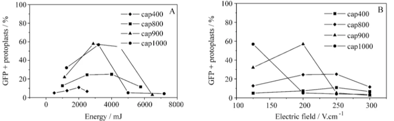 Table I - Comparison of plant regeneration efficiency from electroporated and non-electroporated S