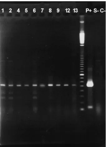 Figure 7 shows that linear DNA was more efficiently introduced into electroporated protoplasts