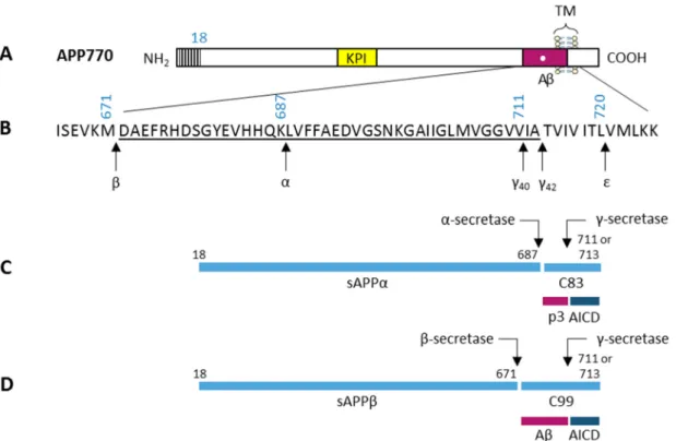 Figure 3: Schemes of the amyloid precursor protein (APP) and its two proteolytic processing pathways and  principal proteolytic derivatives