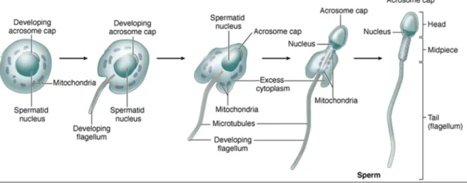 Figure 10: Spermiogenesis diagram.  