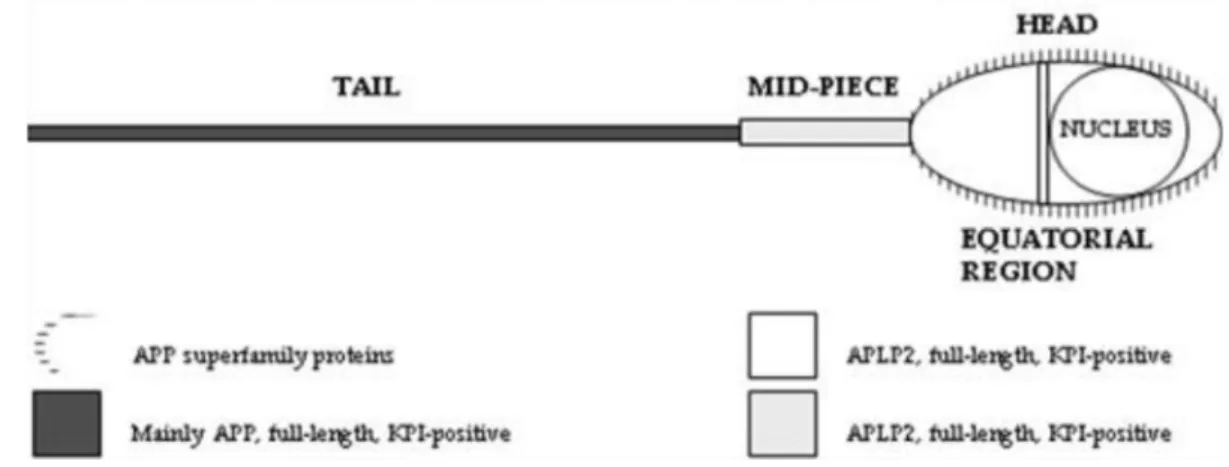Figure 11: Schematic representation of the amyloid precursor protein (APP) family members expression in  the human sperm