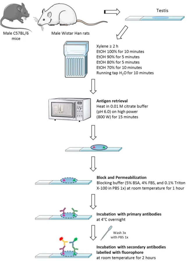 Figure  12:  Schematic  representation  of  the  fluorescent  immunohistochemistry  protocol  performed  in  this  study, using paraffin-embedded tissue