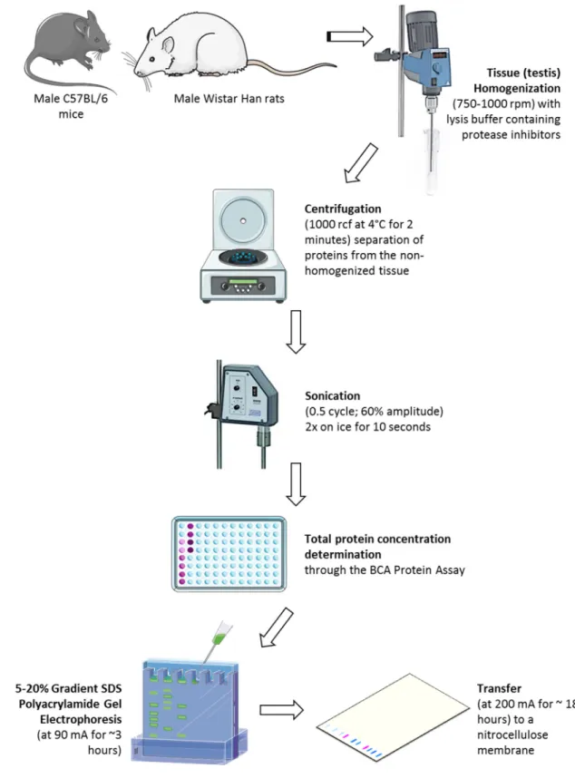 Figure 13: Diagram of the western blot protocol performed in this study, using mouse and rat testes