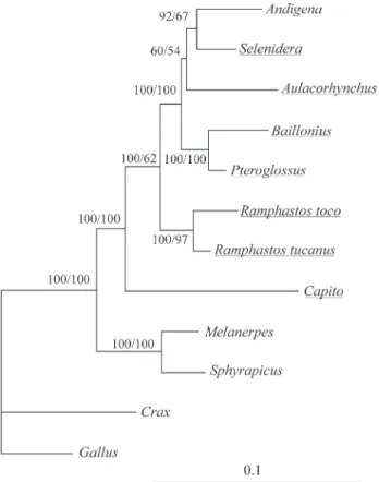 Figure 1 - Ramphastinae phylogeny estimated by cyt b and 12S rDNA se- se-quences under the maximum likelihood criterion using the  tree-bisection-reconnection algorithm on PAUP* 4.0b8
