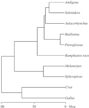 Figure 2 - Maximum likelihood clock tree under the transversional model with rate heterogeneity of DNA substitution among sites