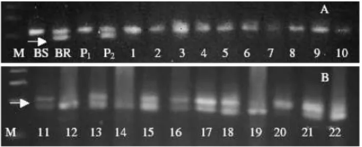 Figure 1 - DNA band pattern amplified by the primer SSR PV-atct 001.