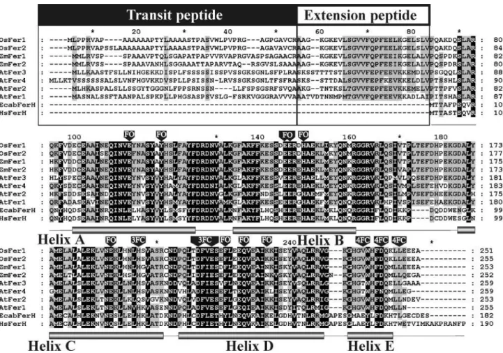 Figure 7 - ClustalW multiple alignment of the Ferritin proteins. The figure shows the structure of plant Ferritins of Oryza sativa (OsFer1: AAM74942;