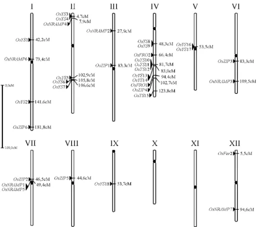 Figure 1 - Chromosome locations of the putative genes related to the iron homeostasis families in rice