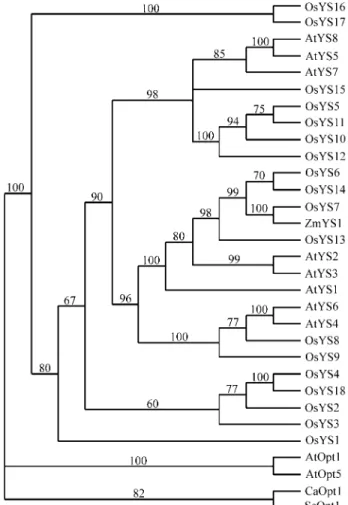 Figure 2 - Phylogenetic analysis of the Yellow Stripe family using PAUP (Swofford, 2002) after alignment of the sequences with Clustal W (Thompson et al., 1994)