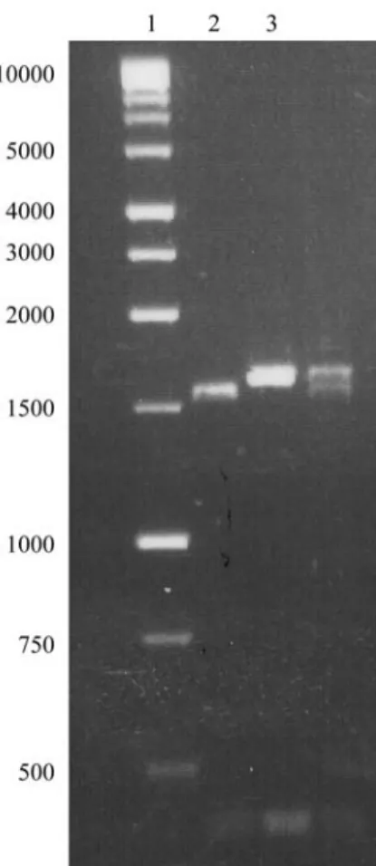 Figure 3 - Restriction patterns for BI-16, Lc201 and F1, digested with Xba I. Lane 1 – 1kb DNA ladder (Promega); lane 2- BI-16 ; lane 3 - Lc201.