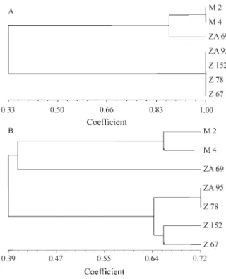 Table 2 - Genotypic characterization of Herbaspirillum spp., as revealed by RAPD and RFLP profiling and 16S rDNA sequence analysis.