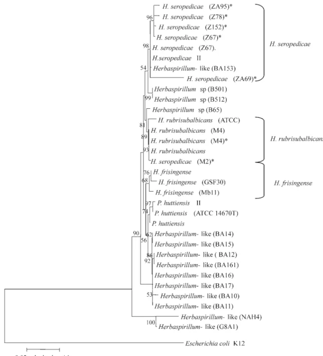 Figure 3 - Phylogenetic tree inferred from 16S rDNA sequences of Herbaspirillum strains obtained in this work (*) or available in the GenBank database, and representative beta-Proteobacteria