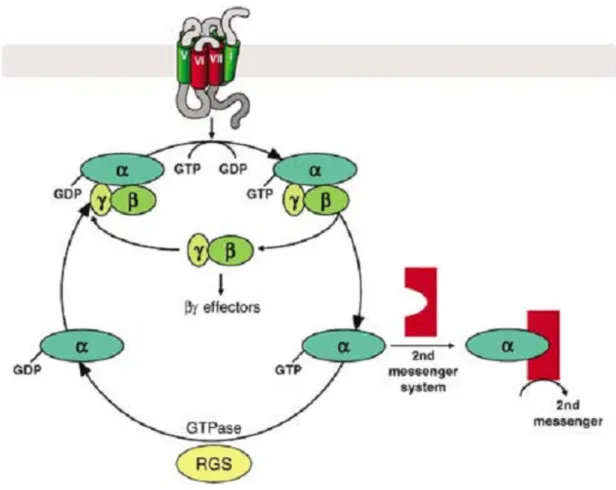 Figure 2 - The G protein activation/deactivation cycle. Reproduced from Milligan and Kostenis, 2006.