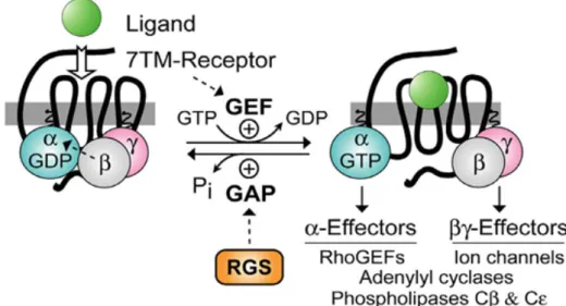 Figure  3  -  Modulation  of  G  proteins  action  by  Regulators  of  G-protein  signalling  (RGS)  and  guanine nucleotide exchange factors (GEFs)