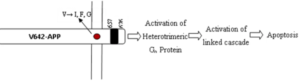 Figure 8 - Mediation of V642-APP-induced apoptosis by G o  protein. Adapted from Yamatsuji et  al, 1996