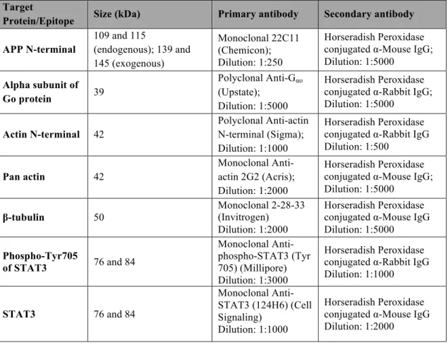 Table  4  -  Antibodies  used  in  the  Western  blots,  respective  target  proteins  and  their  sizes,  and  specific dilutions used