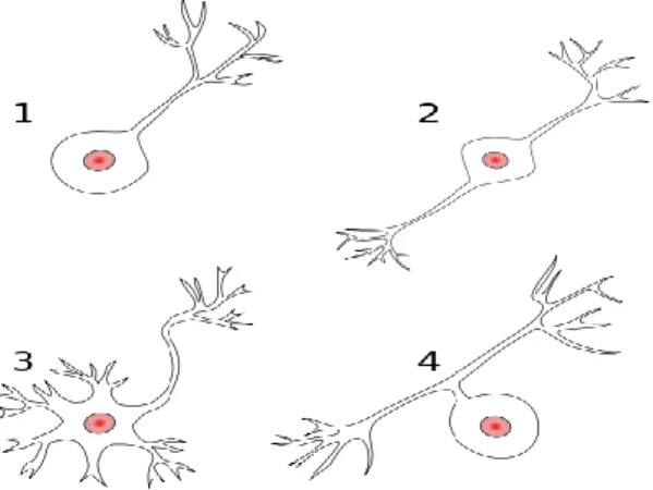 Figure 1. Morphology based classification of neurons by polarity. 