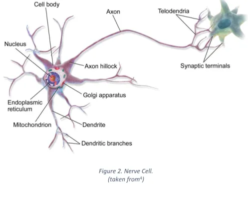 Figure 2. Nerve Cell. 