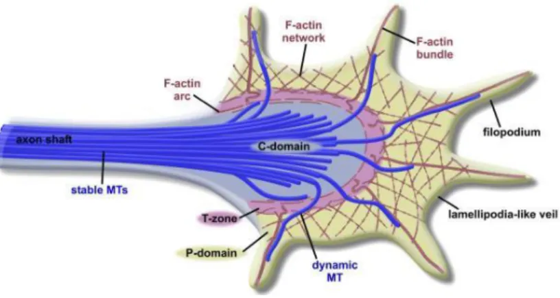 Figure 3. Growth cone architecture. 