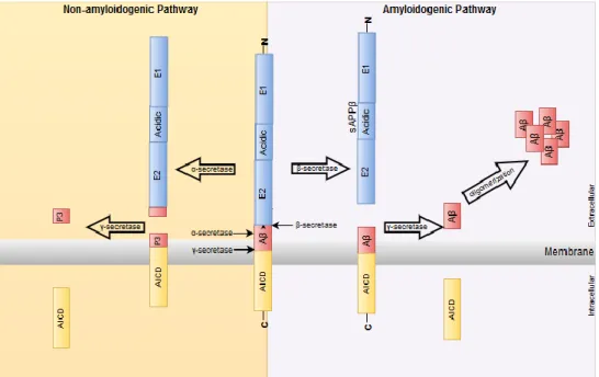 Figure 5. APP proteolytic cleavage. 