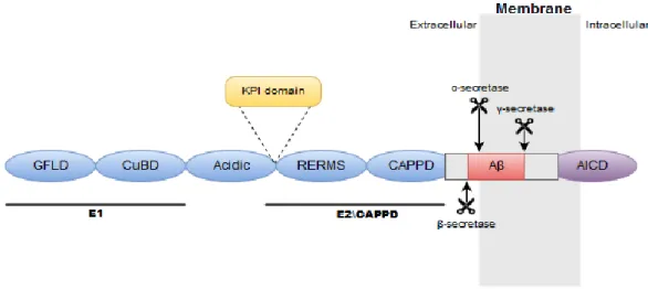 Figure 6. The domain structure of APP. 