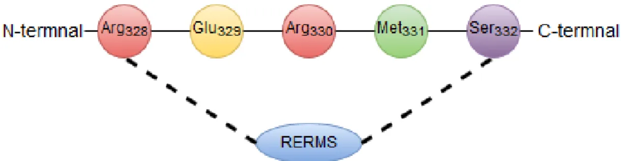Figure 7. RERMS sequence in APP. 