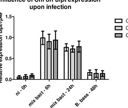 Figure  III.3.3  –Northern  blot  evaluation of  the  influence of  Chl on  dipt  expression  upon  infection