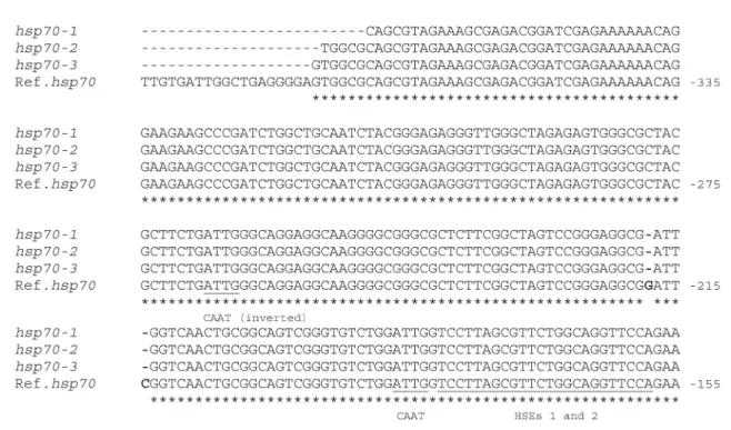 Figure 3 - Alignment (CLUSTALW) of alleles hsp70-1, hsp70-2 and hsp70-3 with the reference sequence (J02579 - Morimoto et al., 1986)