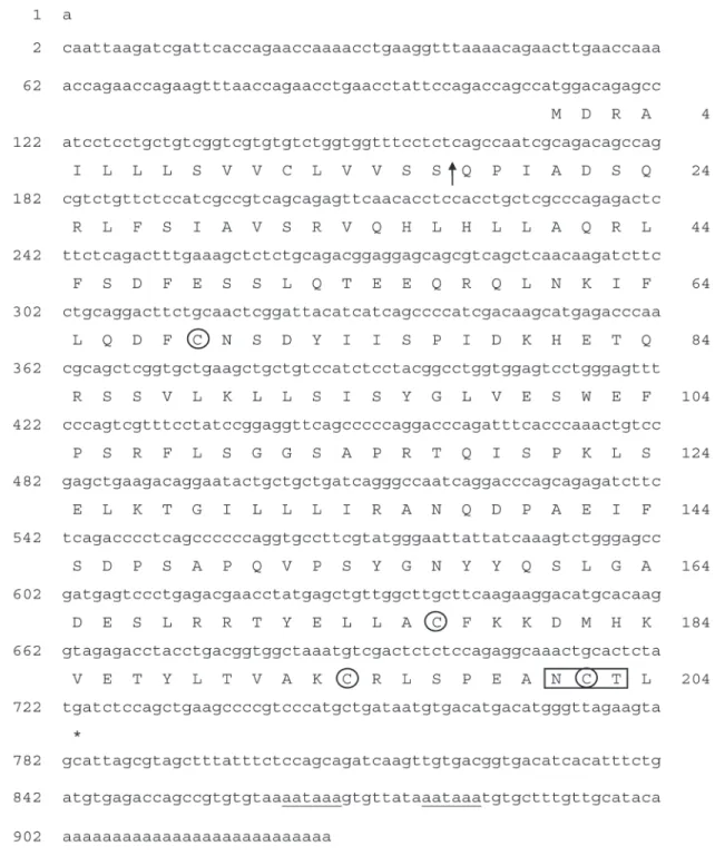 Figure 1 - Complete nucleotide sequence of the marine silverside fish GH cDNA (Genbank acession AF236091) and the deduced amino acid sequence of the hormone