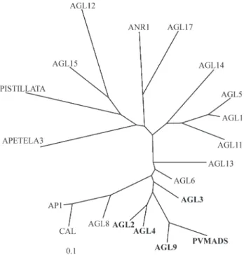 Figure 2 - Nucleotide and deduced amino acid sequences of a putative MADS-box sequence of Phaseolus vulgaris (PVMADS)