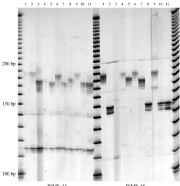Figure 1 - Inter-cultivar polymorphism of Brazilian wheat for loci WMS- WMS-44 and WMS-46