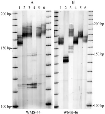 Figure 2 - Inter-cultivar polymorphism of American wheat for locus WMS-44 (A) and locus WMS-46 (B)