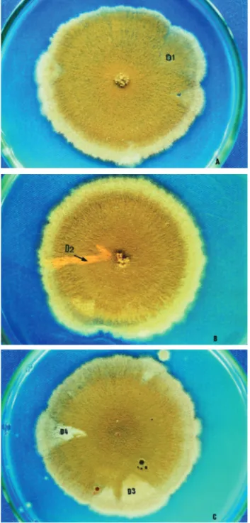 Figure 3 - Growth of diploid Z1//A757 in CM + 4.0 x 10 -3 µM and CM + 5.0 x 10 -3 µM ethidium bromide