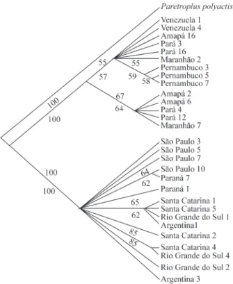 Figure 5 - Phylogenetic tree for Macrodon populations based on 520 base pairs of 16S rRNA