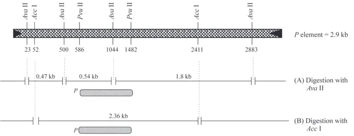 Figure 1 - Partial restriction site of the canonical P element with schematic representations of the restriction sites AvaII (A) and AccI (B)