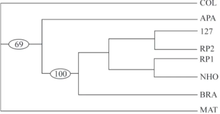 Figure 4 summarizes the results of the parsimony analysis used to determine the relationships among the P  el-ement restriction fragments of each strain