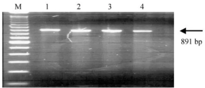 Figure 1 - GH genomic amplicons separated by 1.5% agarose gel electro- electro-phoresis